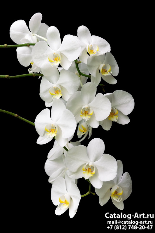 White orchids 21